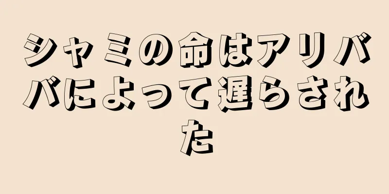 シャミの命はアリババによって遅らされた